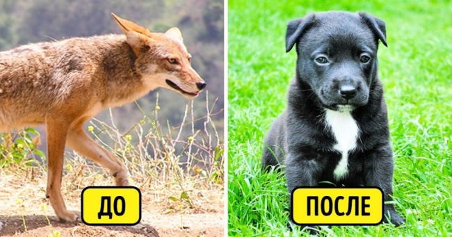 Як змінилися рослини і тварини поряд з людиною