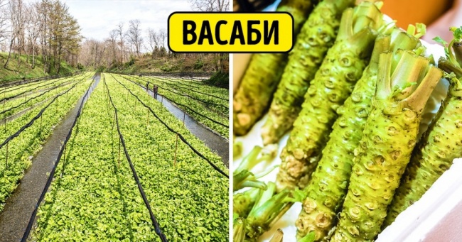 12 продуктів, які ростуть зовсім не так, як ви уявляли