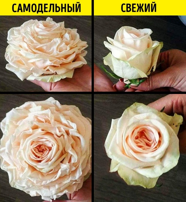 Основні правила фотографування троянд: вибір місця та освітлення