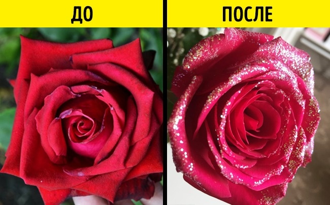 Як правильно фотографувати троянди?