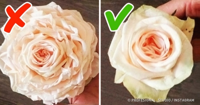 Технічні аспекти фотографування троянд