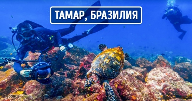 Тут Google запустив онлайн-екскурсії по 50 музеях світу