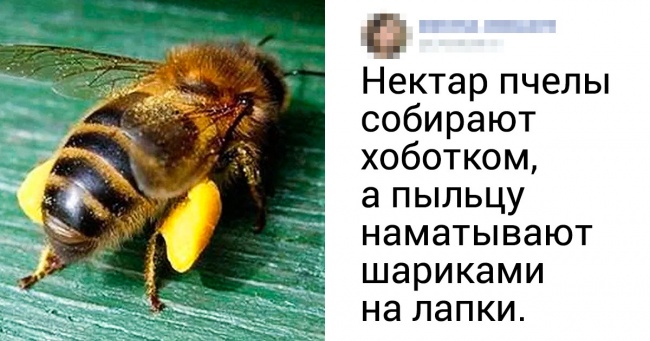 10+ корисних фактів про бджіл і мед, якими поділилася дружина пасічника