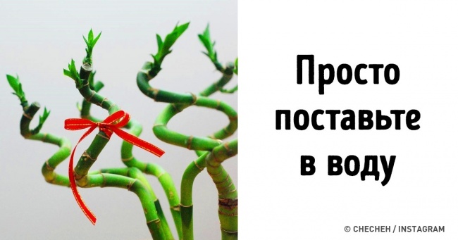 10 кімнатних рослин, з якими впорається навіть горе-садівник