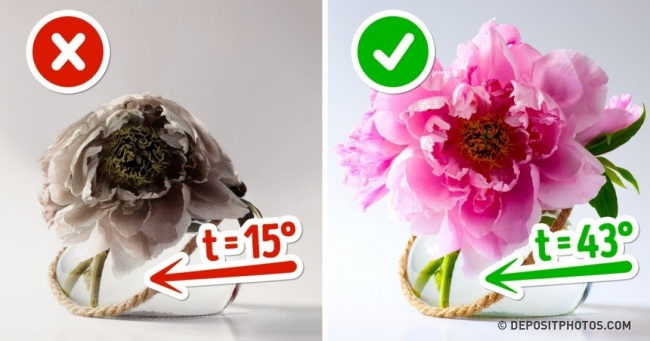 10 способів зберегти квіти у вазі свіжими надовго
