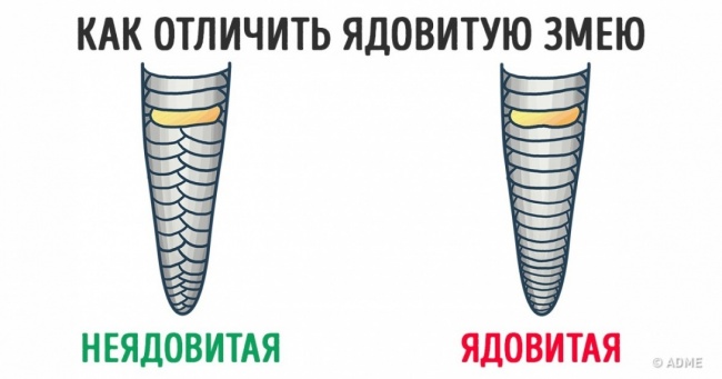 Знання цих 15 фактів одного разу може врятувати ваше життя