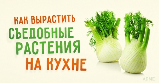 9 їстівних рослин, які можна виростити прямо на кухні