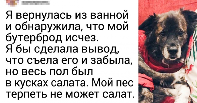 20 осіб, які завели собаку і тепер розгрібають наслідки