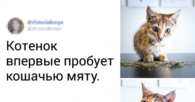 19 умилительных тварин, які знайдуть лазівку навіть у саме черстве серце