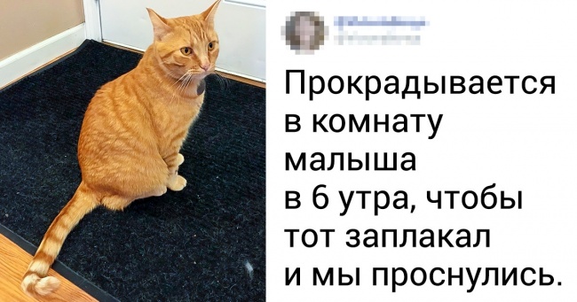 20+ речей, які будуть зрозумілі тільки тим, хто ділить свою житлоплощу з котом