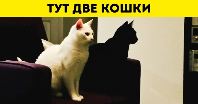 16 фотографій, на які варто подивитися двічі. А то й тричі