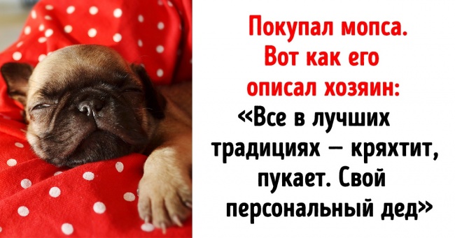 14 осіб, для яких любов до вихованців на другому місці, а до сарказму — на першому