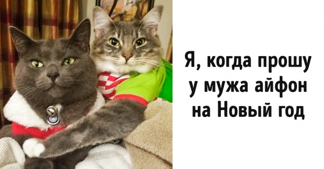 20+ фото тварин, в яких кожен впізнає себе перед Новим роком і після нього