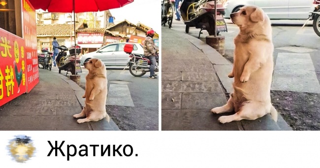 20+ уїдливих користувачів мережі, без яких інтернет втратив би свій шарм