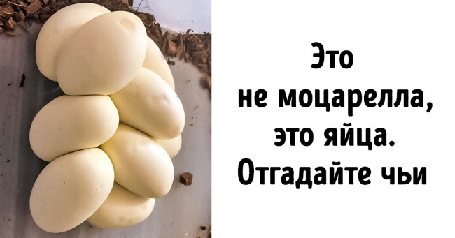 20+ фото, на яких немає їжі. І все-таки, дивлячись на них, ви захочете перекусити