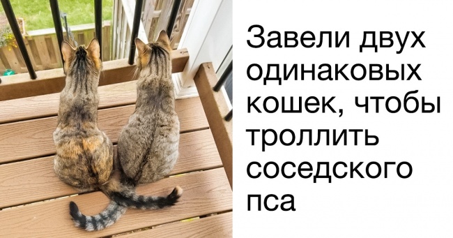 19 сусідів, готових чудити в режимі нон-стоп