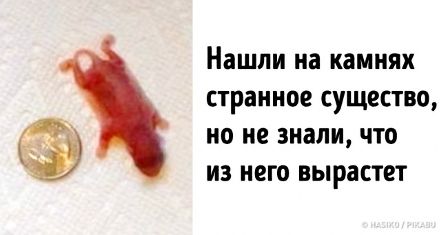 20+ визначних знахідок, які стали повною несподіванкою для їх володарів