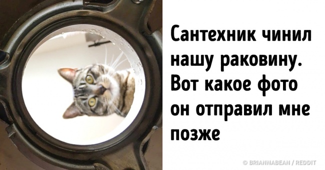 18 представників сімейства котячих, які розтоплять серце навіть запеклого собачника