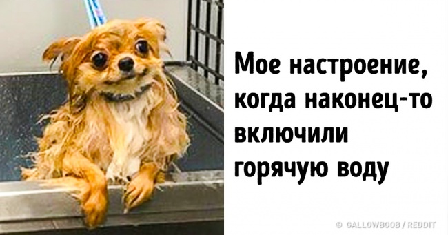 20+ померанцев, в яких ви дізнаєтеся себе
