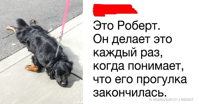 14 сміховинних твітів про собак, які неминуче викличуть посмішку навіть у кошатників