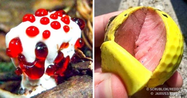 20 апетитних, але неїстівних предметів, на які ні в якому разі не можна дивитися тим, хто на дієті