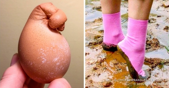 24 фотографії, які ви б вважали за краще ніколи не бачити