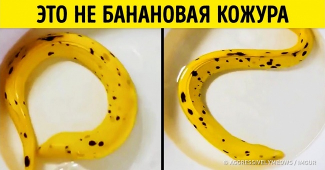 20 речей, які досягли рівня ніндзя в мистецтві маскування