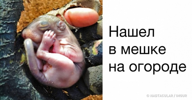 25 осіб поділилися своїми несподіваними знахідками, які зустрічаються один раз на мільйон