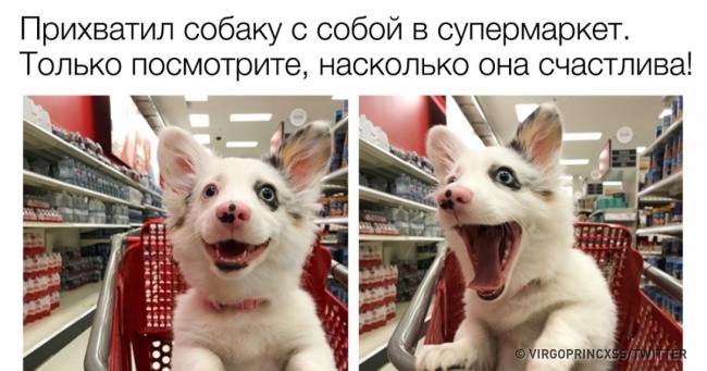 18 убивчих твітів, які зарядять вас позитивом на весь день