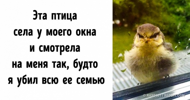 Інтернет-користувачі поділилися фотографіями птахів, які прилітають до них кожен день