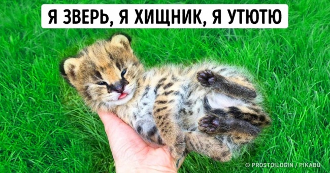 28 знімків, які зроблять навіть трішки краще поганий день