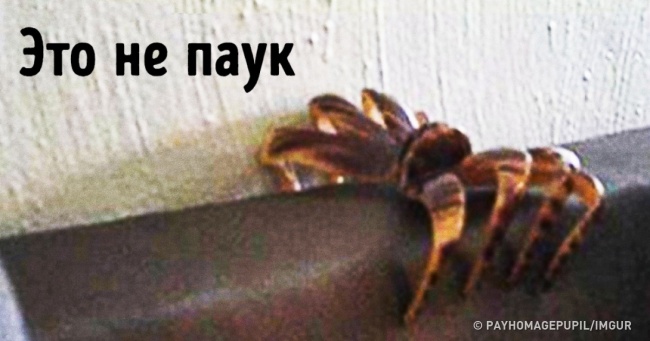 15 божевільних фотографій, до яких життя нас ну точно не готувала