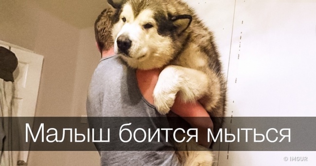 20 фото про те, що собаки насправді залишаються цуценятами на все життя