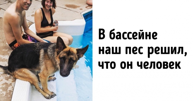 20 доказів того, що домашні тварини з кожним днем стають все більше схожі на своїх господарів