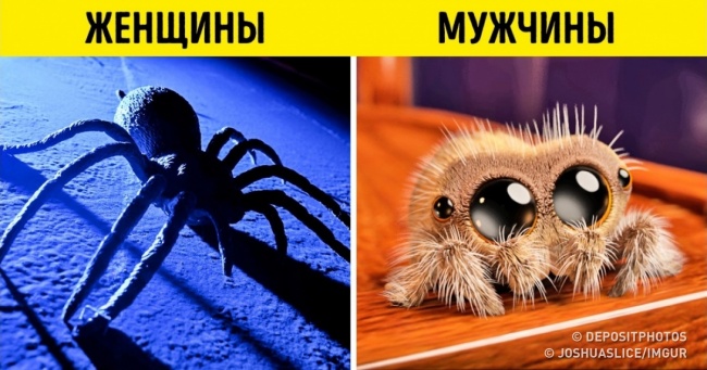 12 прикладів, в яких вся суть чоловічої та жіночої логіки