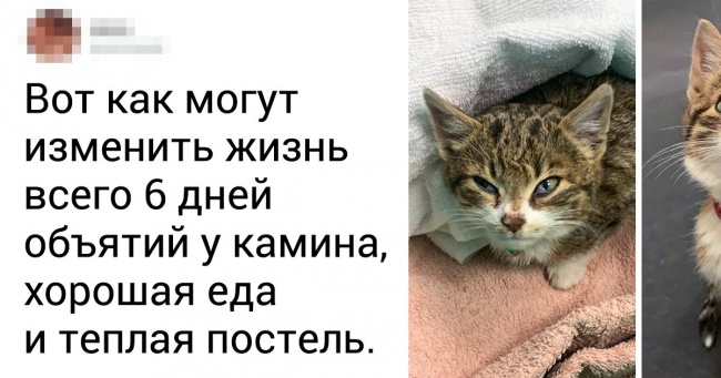 25 тварин, які гинули в самоті, але розквітли від хазяйської любові