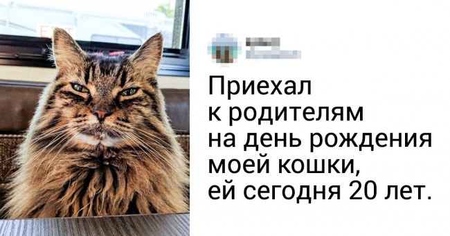 20+ зворушливих фото тварин-старичків, які нагадають, як важливо цінувати кожну мить