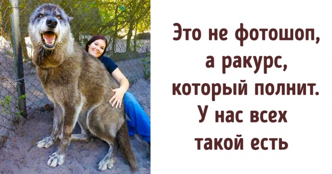 Кинутий господарем вовка хотіли приспати, але йому судилося прославитися і навіть зустріти свою любов