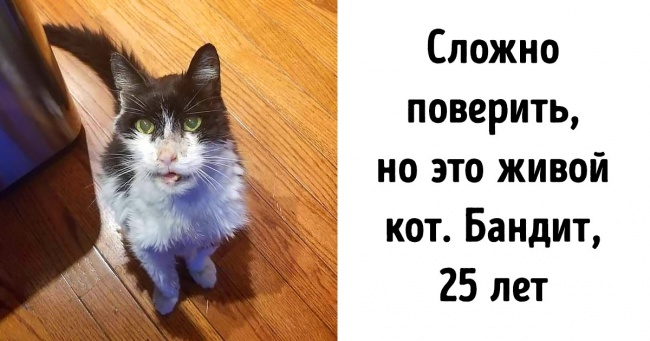 23 фото, після яких захочеться перегладить всіх котів в окрузі