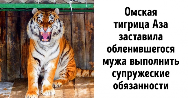 23 новини з зоопарку, які ви будете чекати з ще більшим нетерпінням, ніж новий сезон улюбленого серіалу