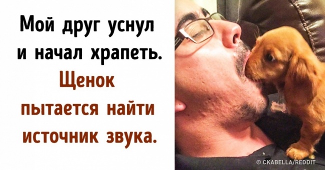 20+ тварин, які не можуть зрозуміти, як влаштовані люди і що вони взагалі таке