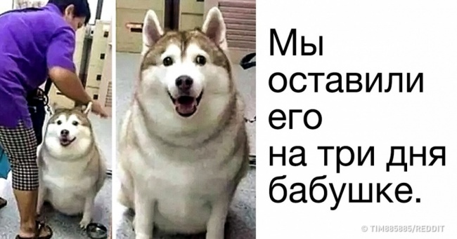 24 твіти, які доводять, що життя з появою тварин змінюється в кращу сторону