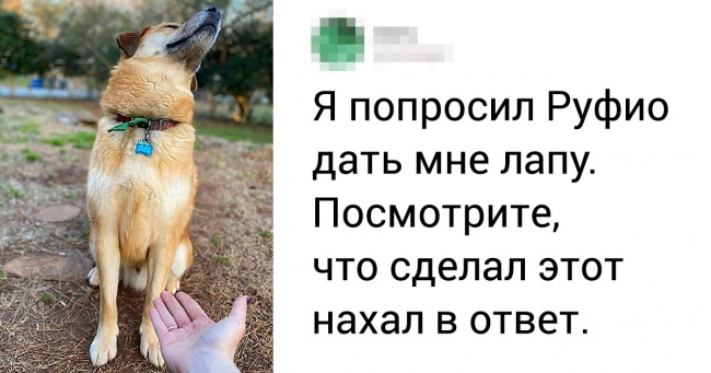 20 пухнастих морд, від нахабства яких аж дух захоплює