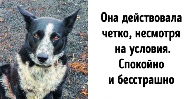 Собака показала приклад небувалої відваги, захистивши 900 австралійських овець під час пожеж