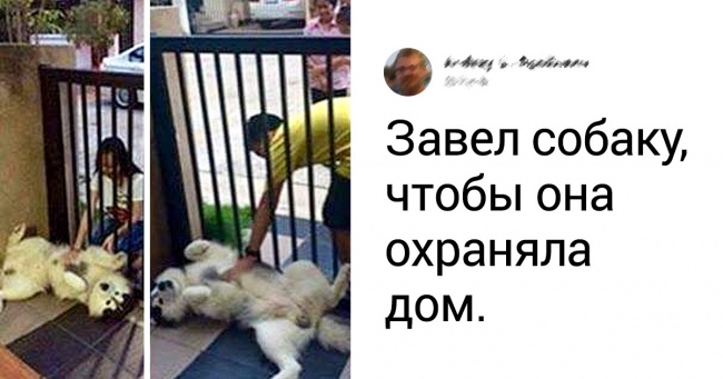 16 песиків, які весь рік намагалися бути хорошими хлопчиками. Але не завжди виходило