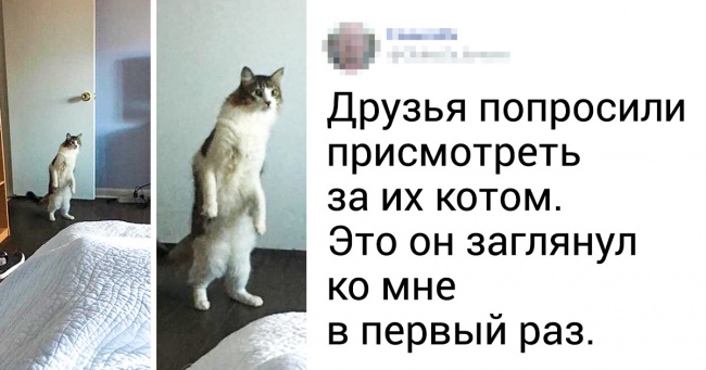 20+ твітів про те, що коти — це філія цирку на дому