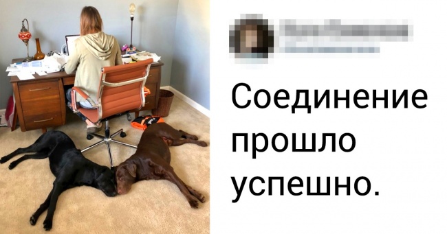 20+ тварин, які знають, як ефектно зайняти місце