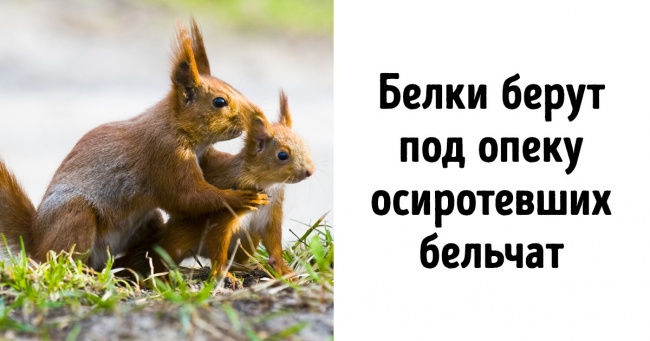 15 фактів про тварин, які кожен з нас хотів би дізнатися ще в школі