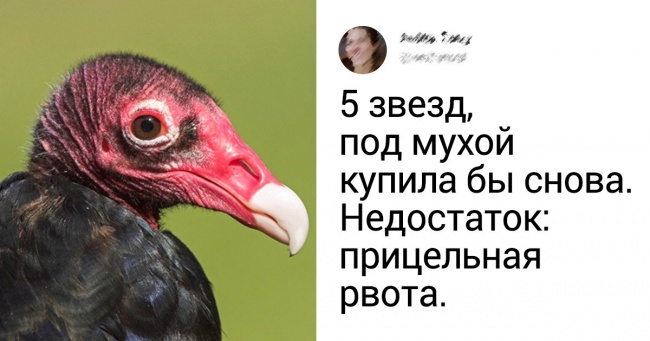 Зоопарки пишуть відгуки про тварин, ніби тільки що отримали їх з Amazon