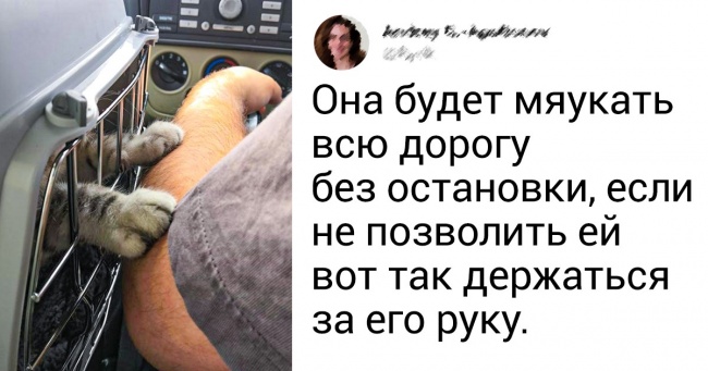 24 фото, якими можна звертати людей в кошатників